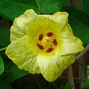Cotton