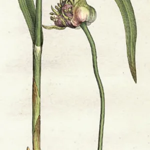 Garlic
