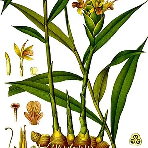 Ginger