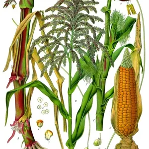 Maize