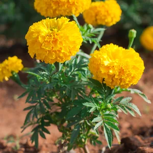 Marigold