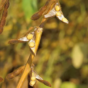 Soyabean