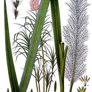 Sugarcane