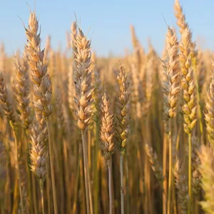 Wheat