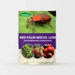 Red Palm Weevil Lure (RHYNCHOPHORUS FERRUGINEUS)