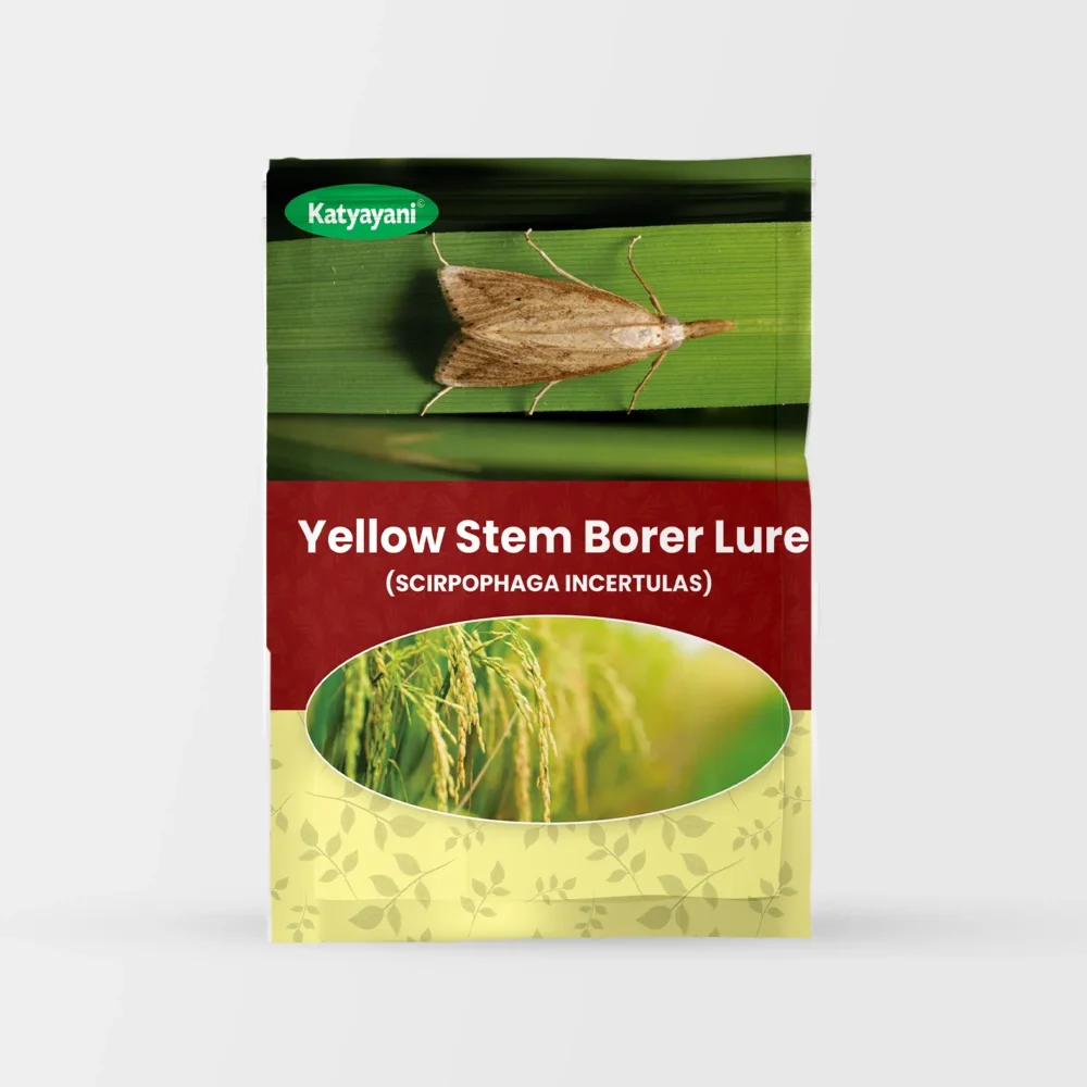 Yellow Stem Borer Lure (SCIRPOPHAGA INCERTULAS)